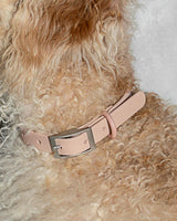 Wild One Dog Collar