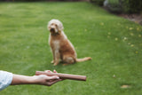 MiaCara Ramo Retrieving Dog Toys