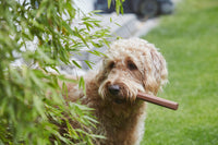 MiaCara Ramo Retrieving Dog Toys