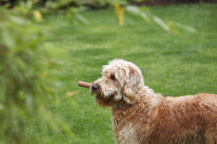MiaCara Ramo Retrieving Dog Toys