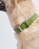 Wild One Dog Collar