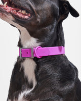 Wild One Dog Collar