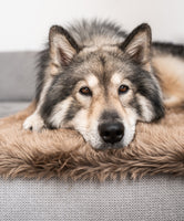 MiaCara Lana Dog Blanket