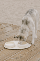 Max Bone Dog Square & Bubble Bowls & Mat