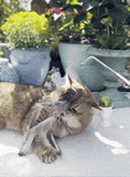 Profeline - Cat Toy Fur Shaglet Refill