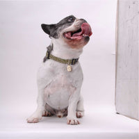 Necoichi Ninja Dog Collar
