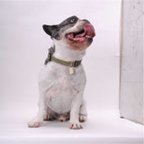 Necoichi Ninja Dog Collar