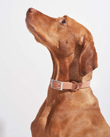 Wild One Dog Collar