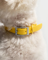 Wild One Dog Collar