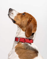 Wild One Dog Collar