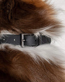 Wild One Dog Collar