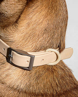 Wild One Dog Collar