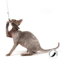 Profeline - Cat Toys Feather Pepita Refill