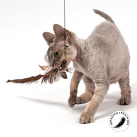 Profeline - Cat Toy Feather Pheasant Longtail Refill