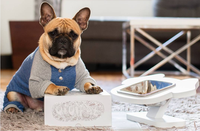 ViviPet Pawsome Elevated Dog Feeder