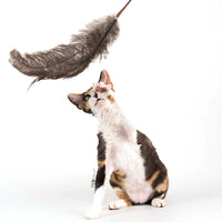 Profeline - Cat Toy Teaser Ostrich Feathers
