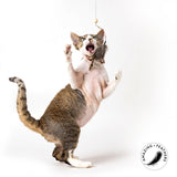 Profeline - Cat Toy Rod Woody FlyingWings