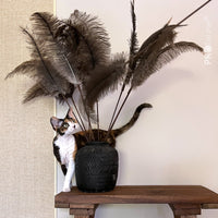Profeline - Cat Toy Teaser Ostrich Feathers