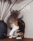 Profeline - Cat Toy Teaser Ostrich Feathers
